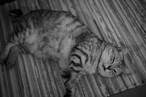 猛烈に『坊っちゃん』について、20240523