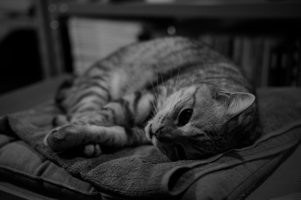 猫と昼寝、蓮舫さんの都知事選出馬表明、20240527