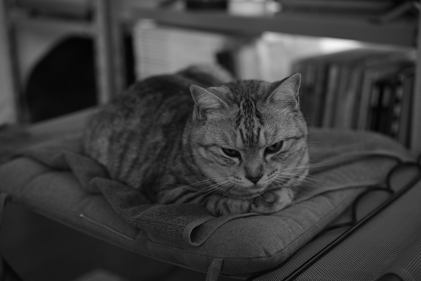 ジャイアンツ球場、スワローズ2軍戦、伊藤琉偉と鈴木叶、20240529