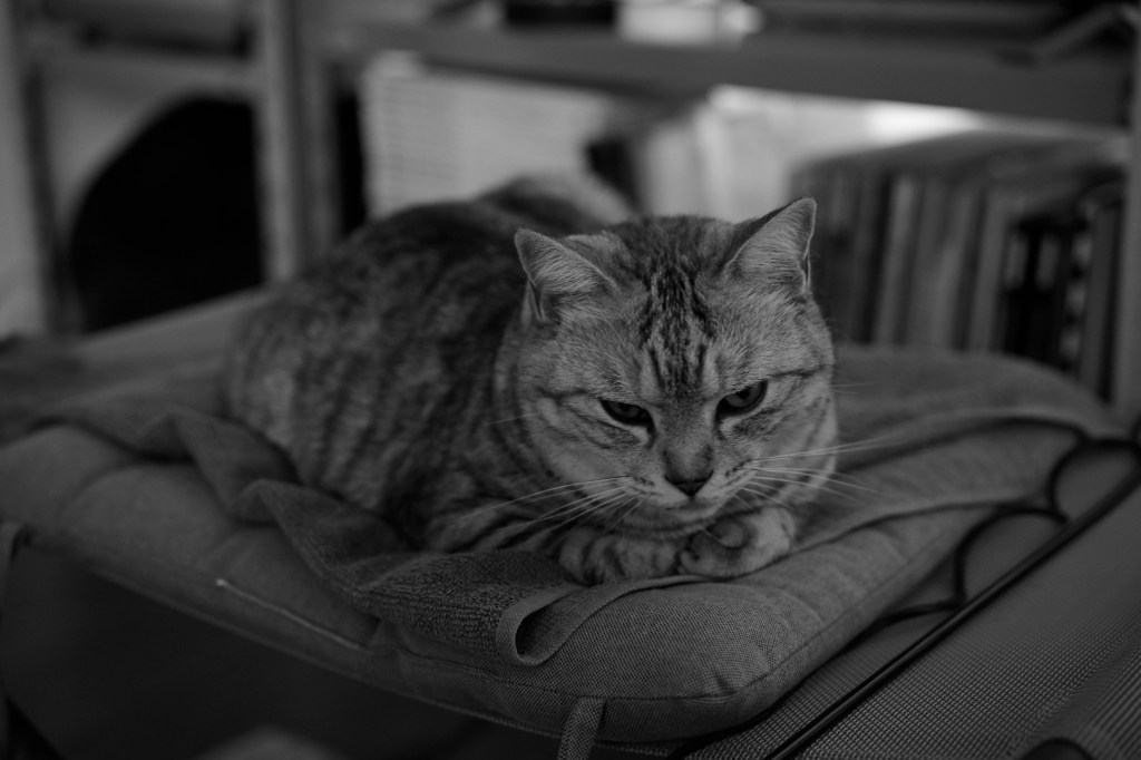 ジャイアンツ球場、スワローズ2軍戦、伊藤琉偉と鈴木叶、20240529