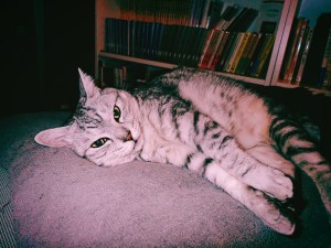 パチンコ屋かと見紛ふは本屋とぞ知る夏の日の四頭立てよ、20240613