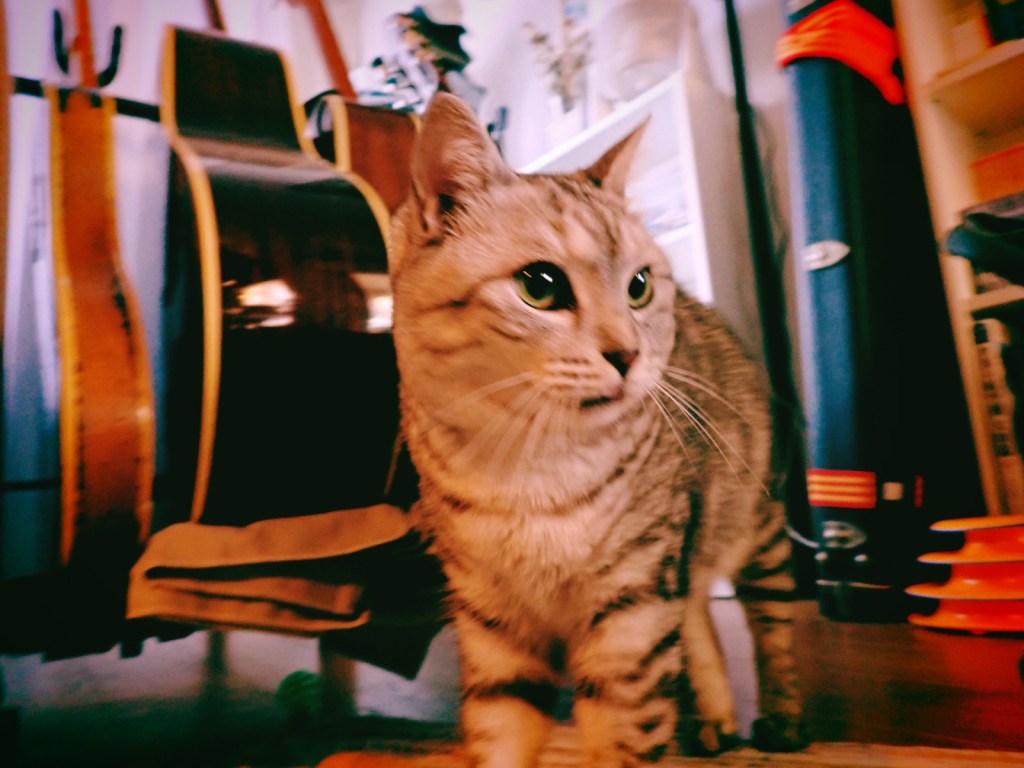 こんどは寺への短期入門に惹かれる、奥川の復活勝利、20240614