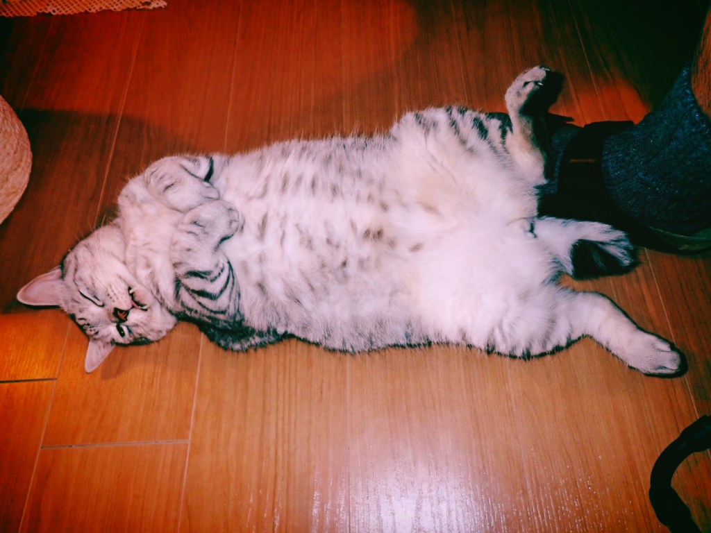 元手なし、節制の8日間、都知事選の公約発表、子育て世帯ではなく現役世代の論理、20240618