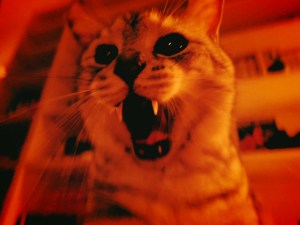 小林可夢偉のスーパーフォーミュラ、スワローズの栗林、ノリスのF1スペインGP、20240622