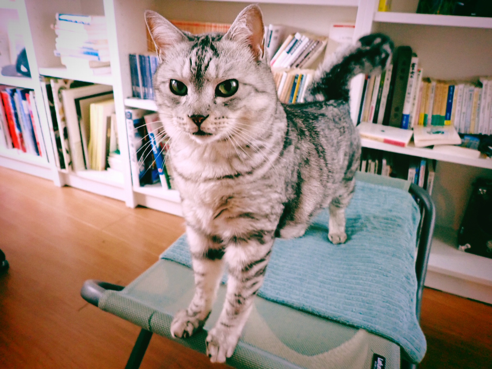 政治を考え、スポーツに酔う日曜日、20240623