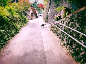 奥多摩縦走トレイル・ラン、20240627