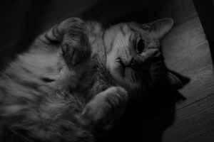 ホームページの刷新作業、20240601