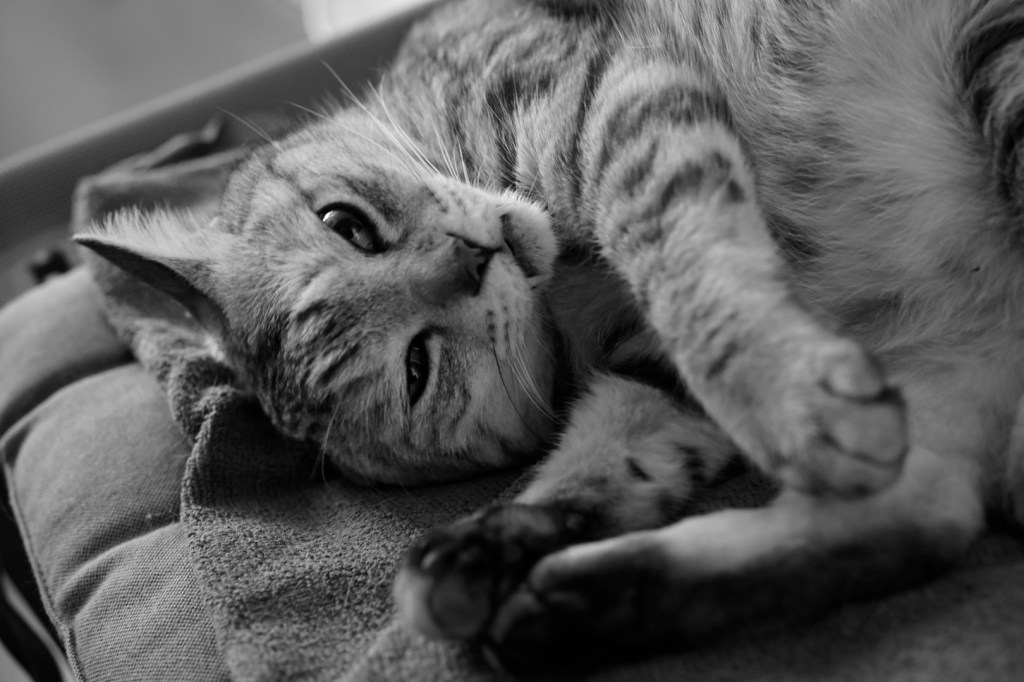 いすゞ117クーペ、慢性的な症状、権力監視、20240603