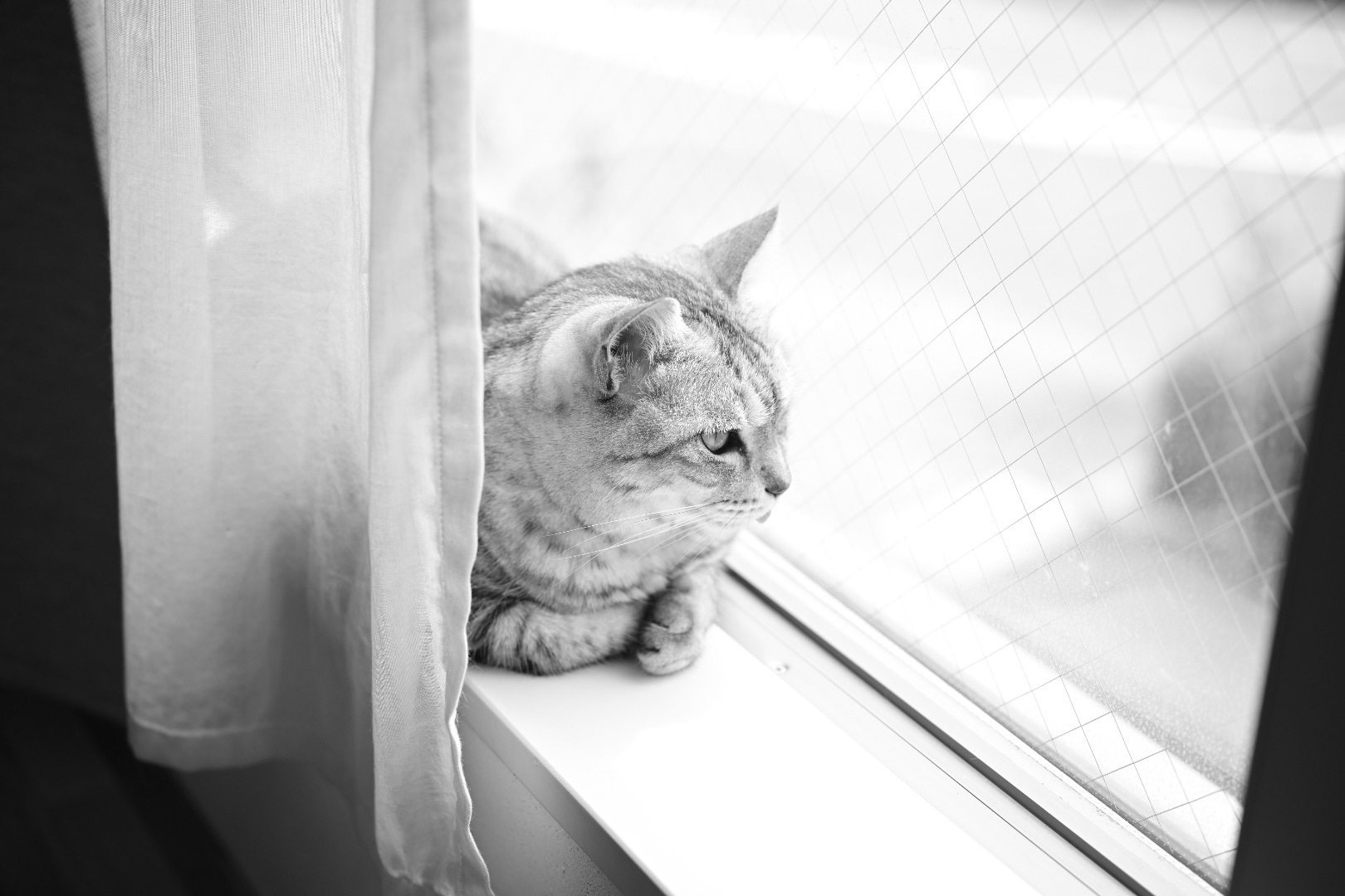 多摩川のスイカ割りと貨物線、背骨のないあれこれ、オスナと武岡と小川と、20240605