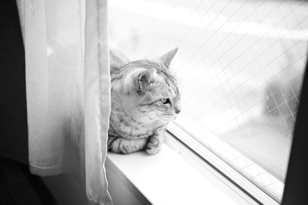 多摩川のスイカ割りと貨物線、背骨のないあれこれ、オスナと武岡と小川と、20240605