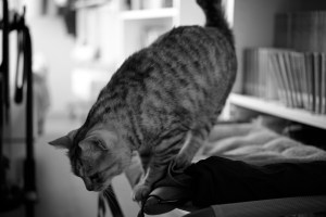 F1カナダGPの個人的展望、いや願望、高橋、大西、田口、20240606