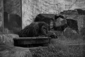 多摩動物公園、吟行と写真散歩、20240607