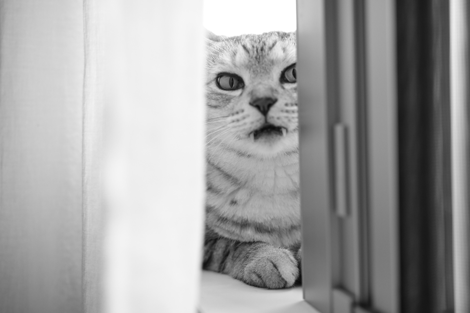 ル・マン24時間レース、不屈の7号車、スワローズは奥長武、20240616