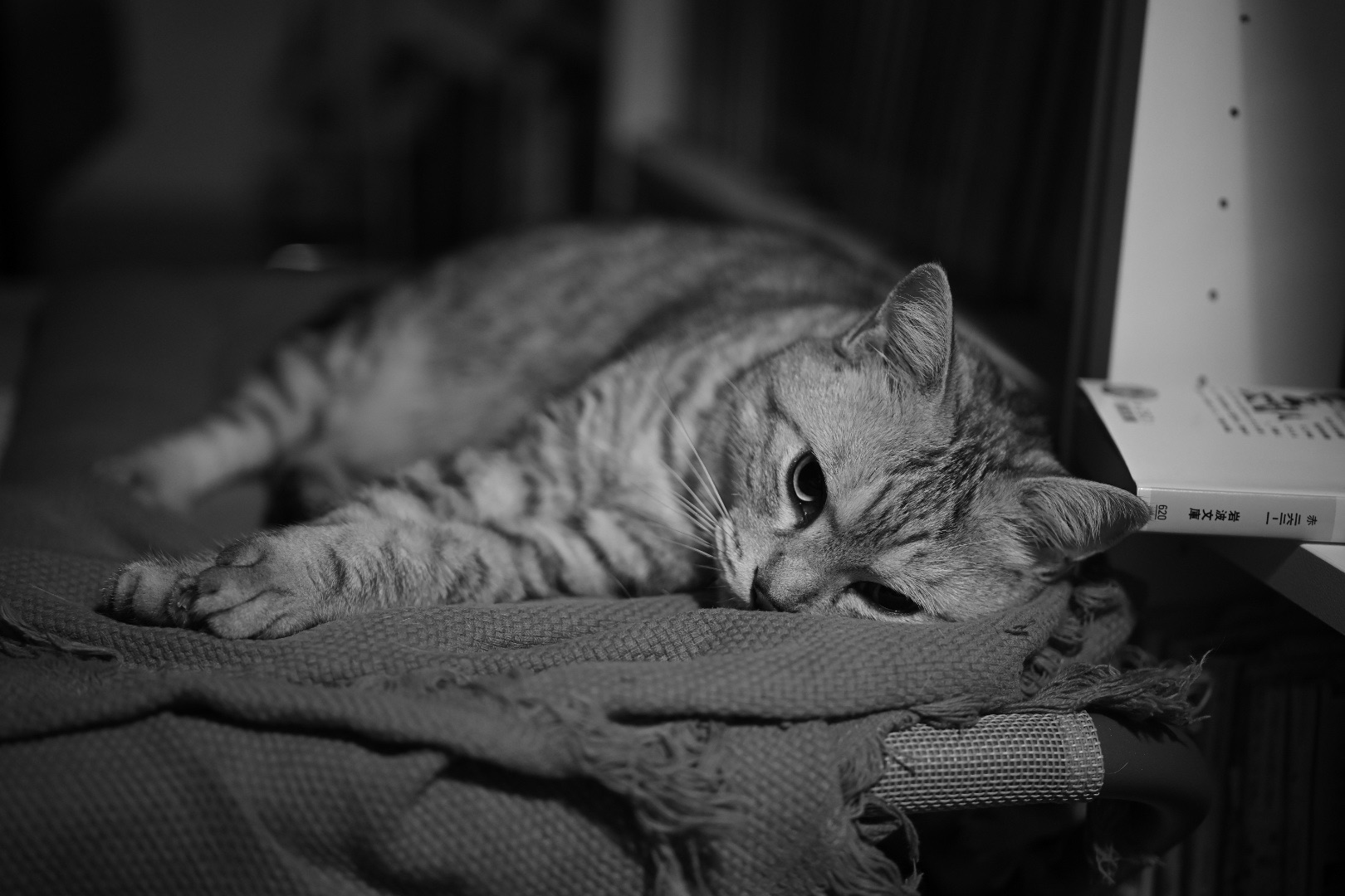 カルト宗教についての本、ローリング・ストーンズの最新作、チャーリーの最後のドラミング、20240617