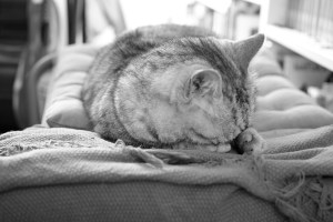 節制のゆりかえし、山田風太郎、20240619