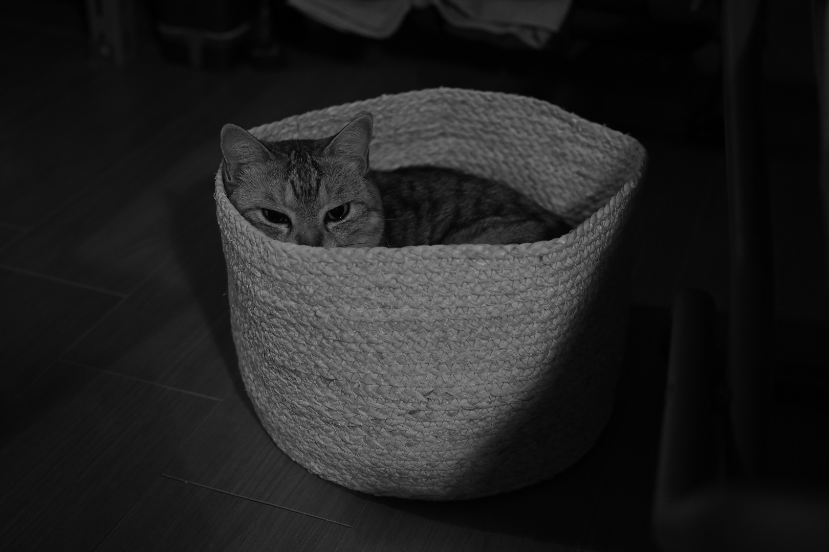 K君と井の頭公園で会う、蓮舫さんを応援すること、なぜ小池さんではダメかについて、20240625