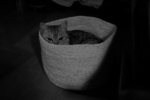 K君と井の頭公園で会う、蓮舫さんを応援すること、なぜ小池さんではダメかについて、20240625