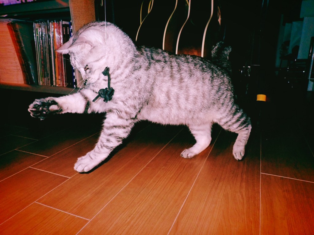 腹立ち紛れに本を読み漁りたいムード、『女帝　小池百合子』、野球は守りから、20240709