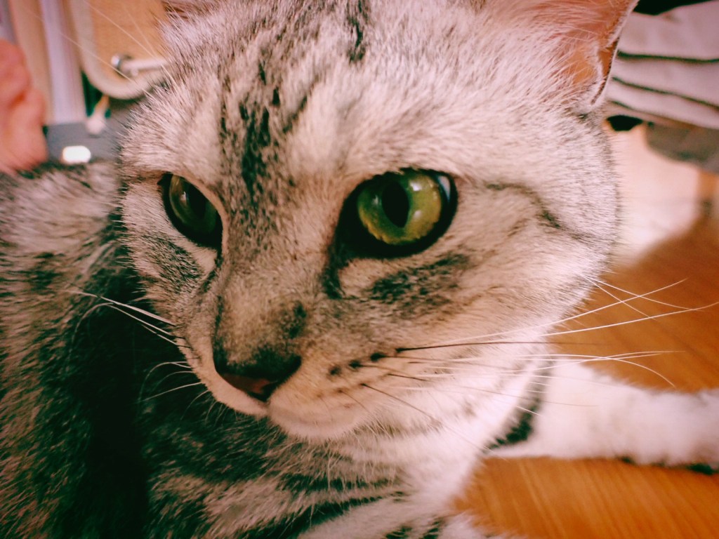 肉には飽きた、村上の5三振、20240713