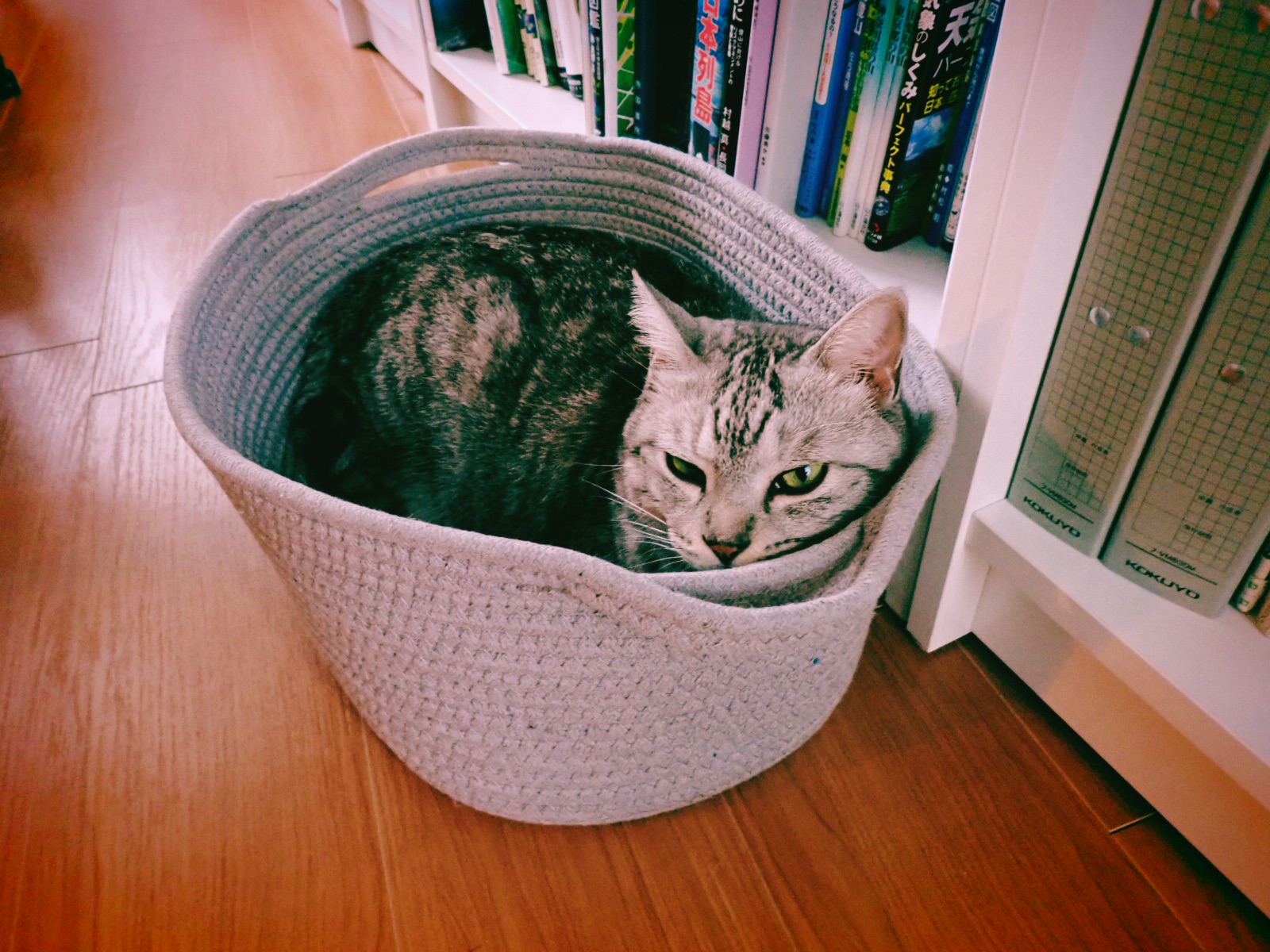 バオ・ニン『戦争の悲しみ』、走行距離に呆れ決意を新たにする、デ・フリースまで見て可夢偉は寝た、20240714