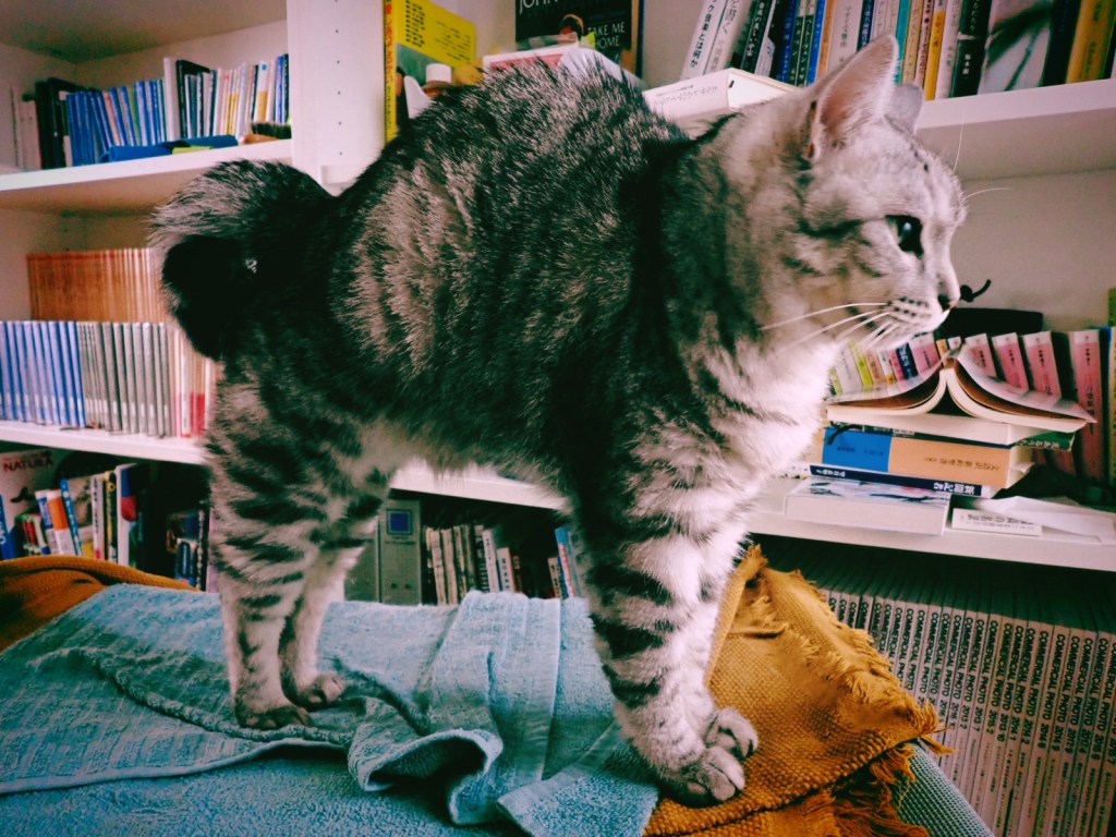 よい土曜日、靴を磨く、20240720