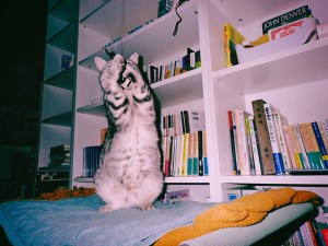 動悸と安堵、読みかけの本、100キロ、20240723