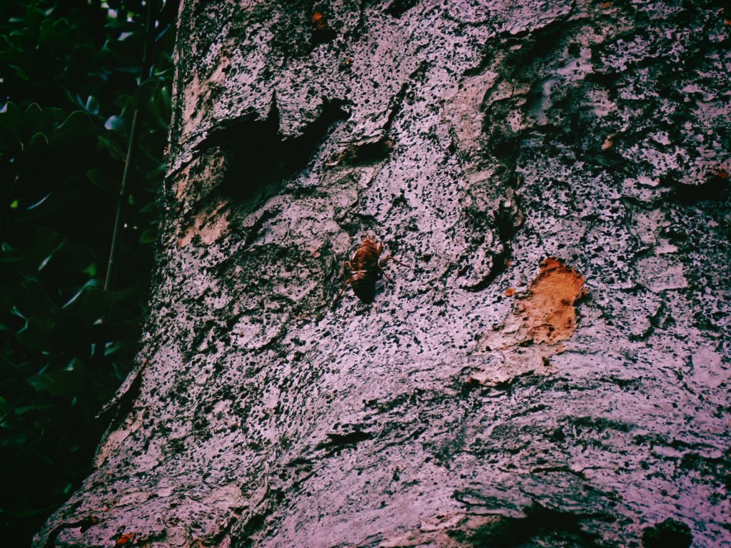 新宿中央公園の蝉の抜け殻