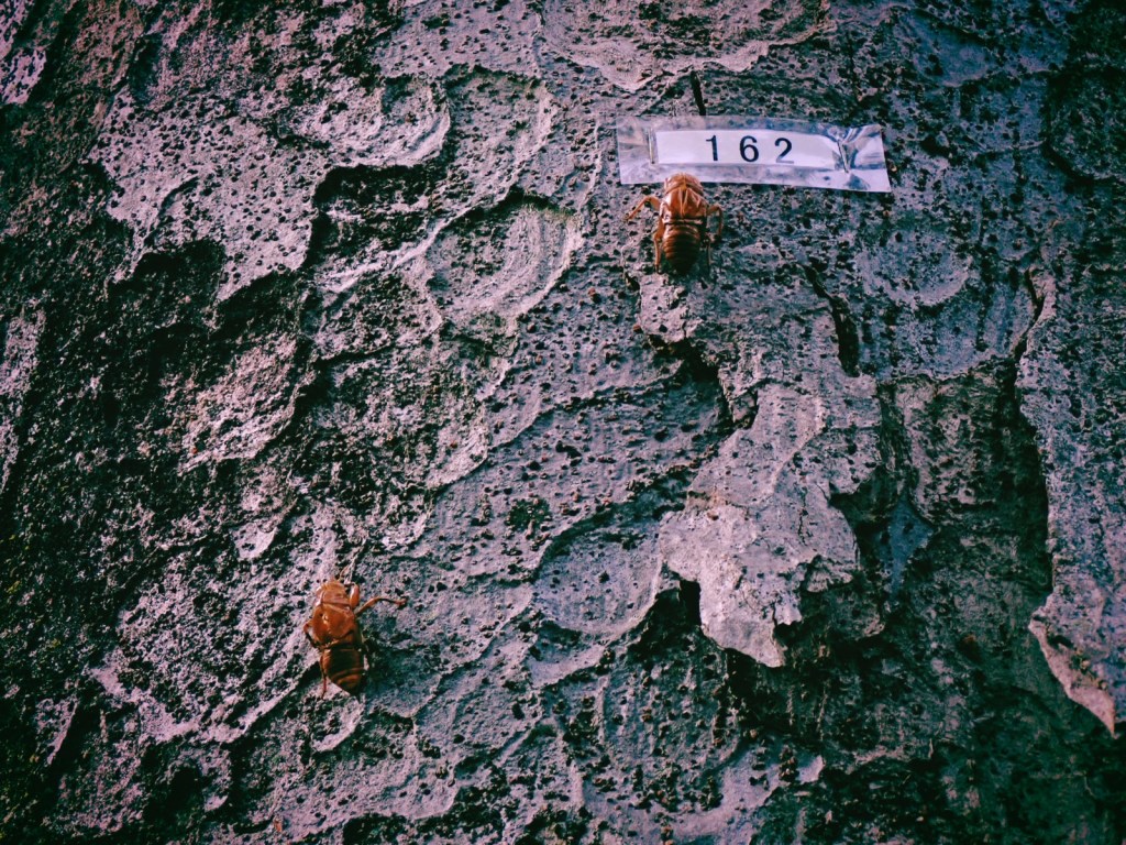 新宿中央公園の蝉の抜け殻