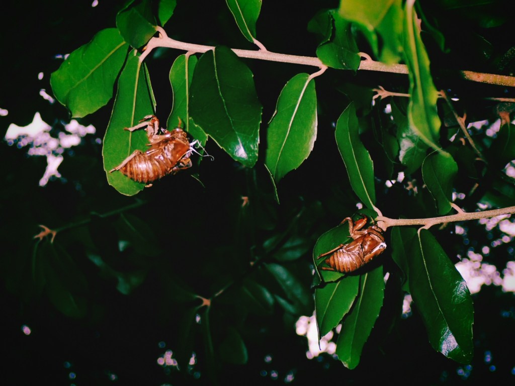 新宿中央公園の蝉の抜け殻
