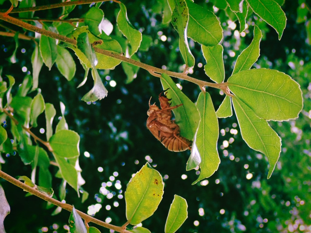 新宿中央公園の蝉の抜け殻