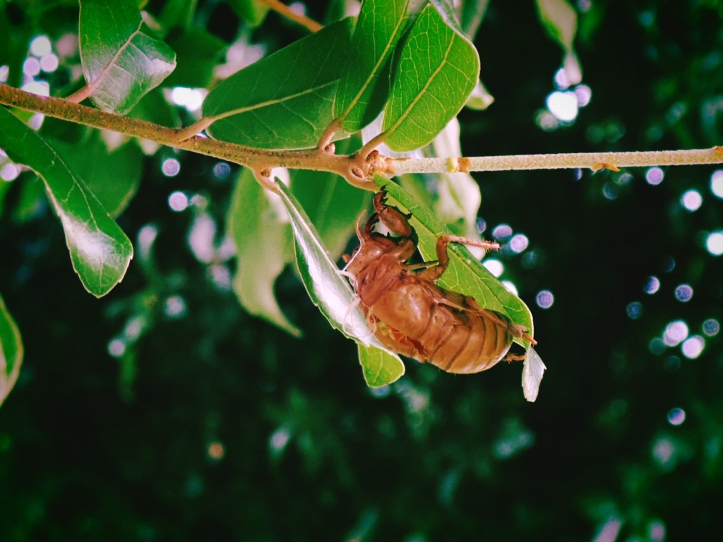 新宿中央公園の蝉の抜け殻