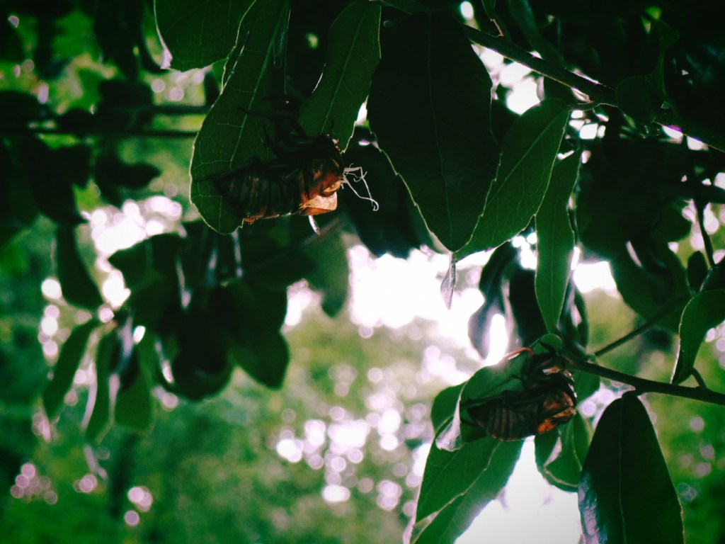 新宿中央公園の蝉の抜け殻