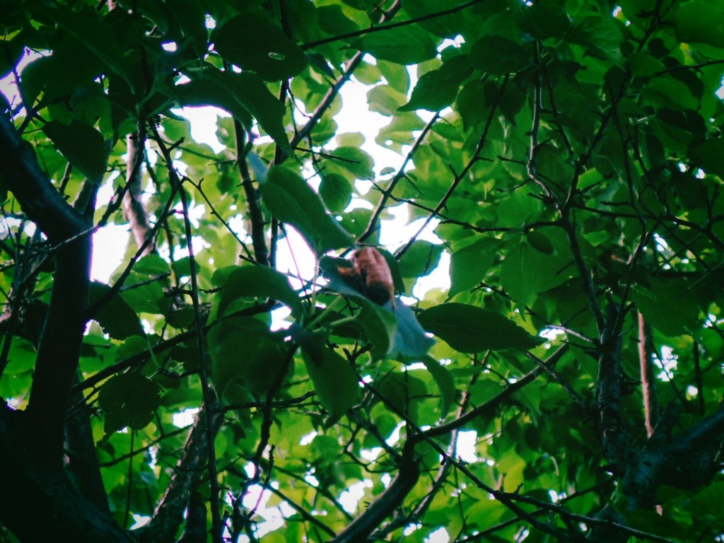 新宿中央公園の蝉の抜け殻