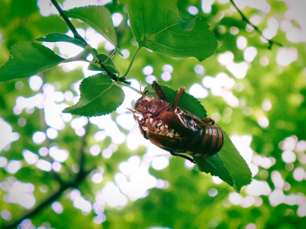 新宿中央公園の蝉の抜け殻
