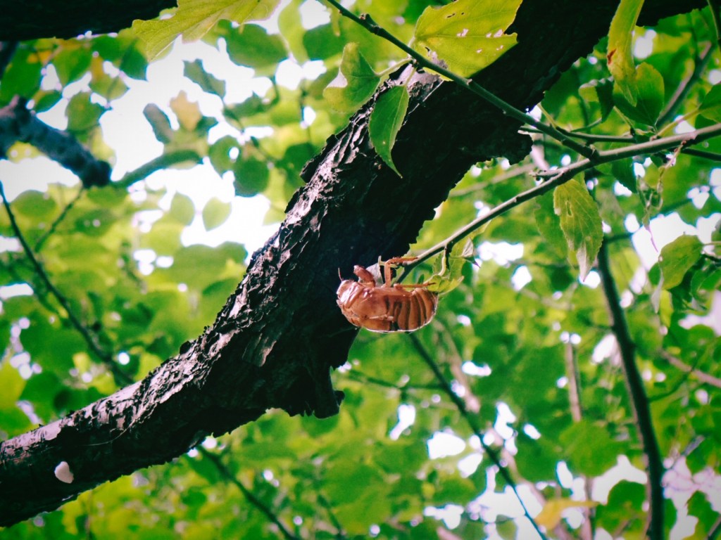 新宿中央公園の蝉の抜け殻