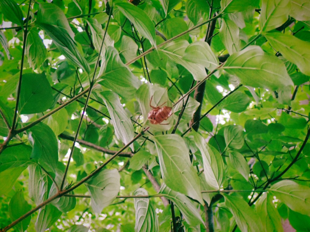 新宿中央公園の蝉の抜け殻