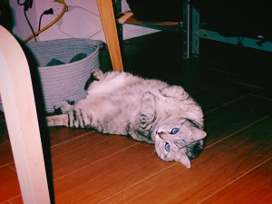 プロ野球はもうすぐ秋なのさ、丹下自伝、積読在庫、吉祥寺、プール、20240726