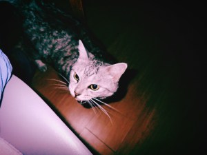 まともな食パン、長岡のサヨナラ打、メルセデスとマクラーレン、20240728