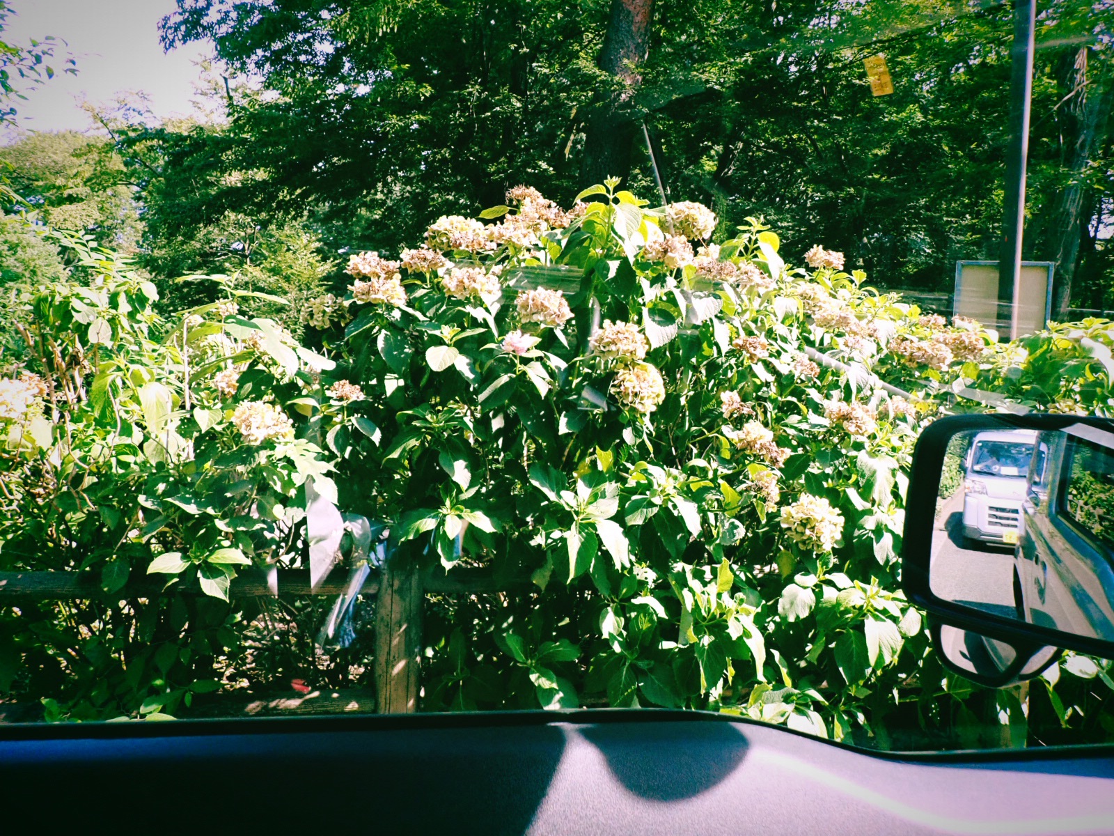 何年ぶりかに泳ぐ、人を惨めにさせるBGMについて、20240729