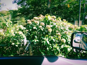 何年ぶりかに泳ぐ、人を惨めにさせるBGMについて、20240729