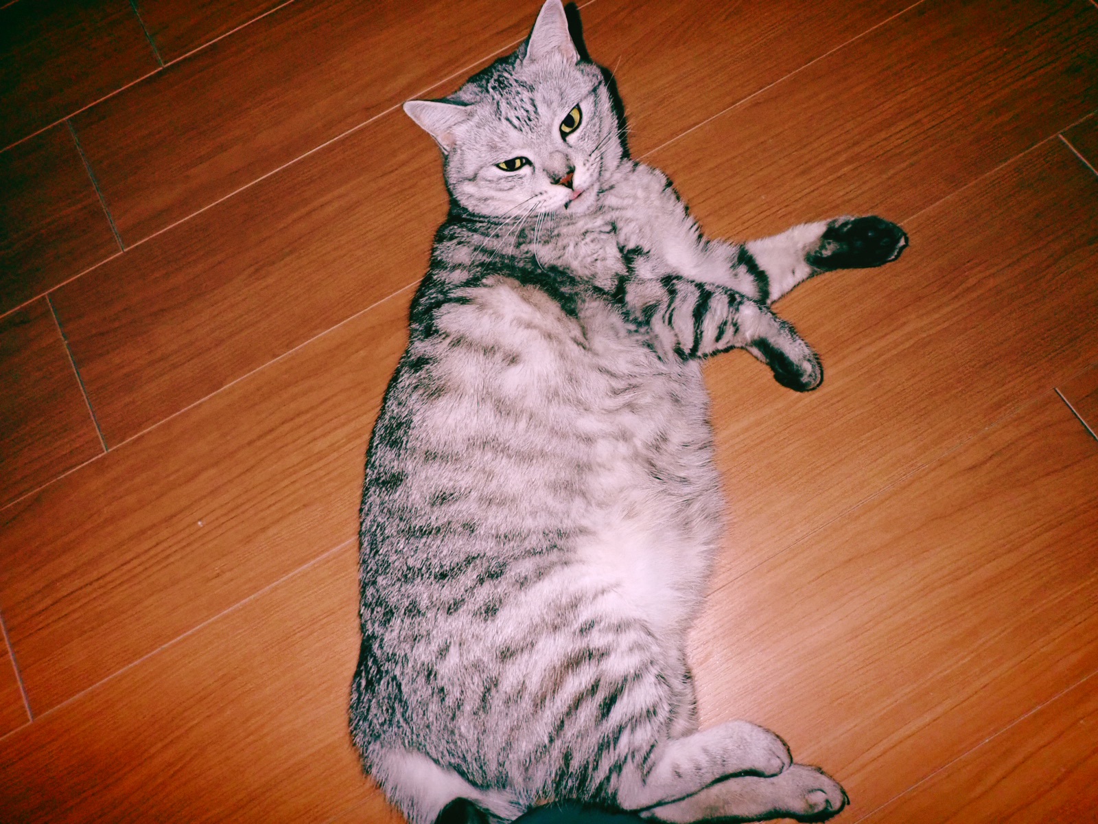 水泳2日目の覚え書き、20240730