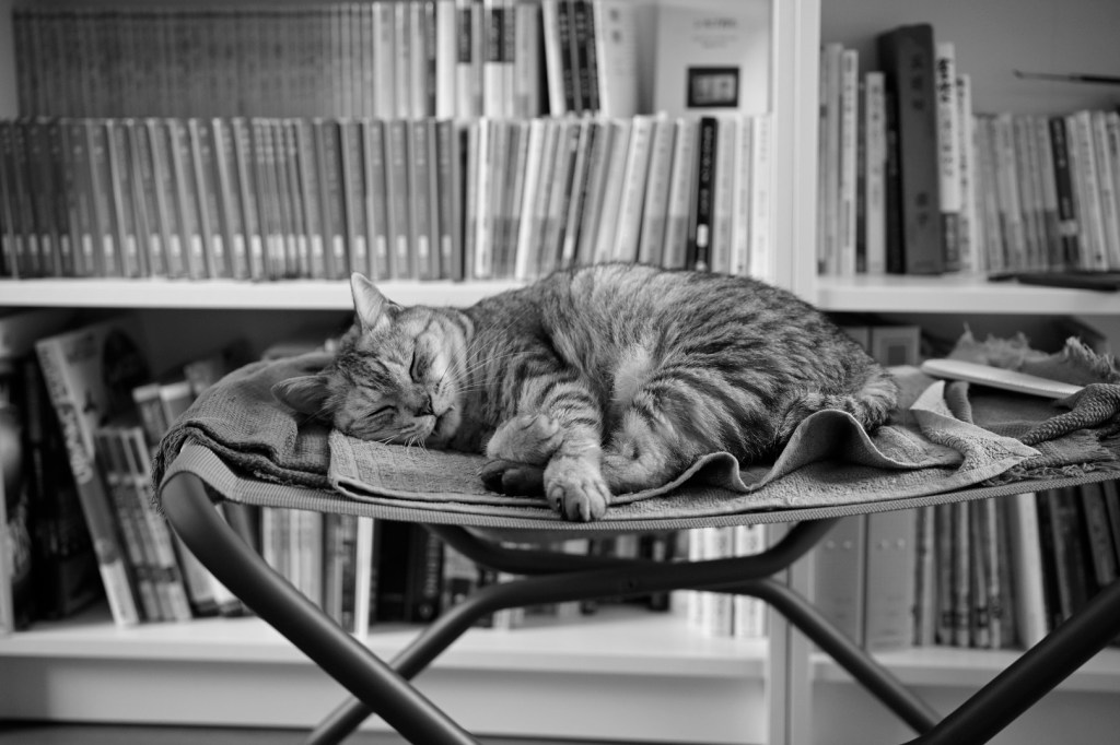 西に梅雨明けの気配、この猫の習性、20240717