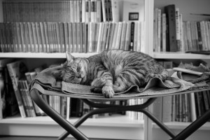 西に梅雨明けの気配、この猫の習性、20240717