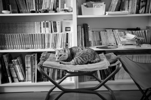 『戦争の悲しみ』、寝過ごして朝になる、猫のある種のクールさ、20240725