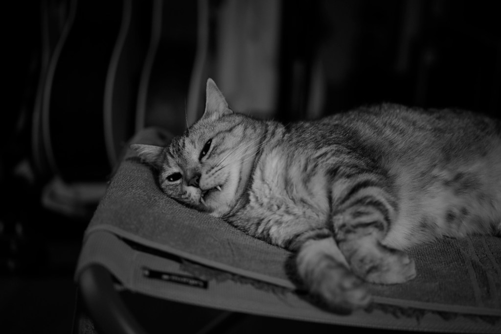 遠い記憶の大勝の夜、20240727