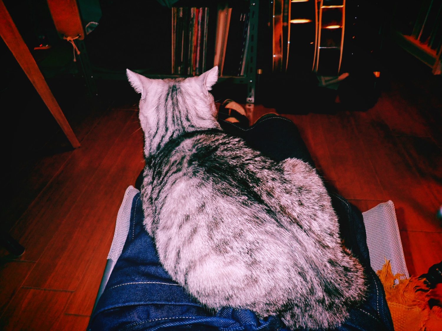 ヴィム・ヴェンダース『PERFECT DAYS』、20250207