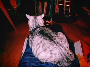 ヴィム・ヴェンダース『PERFECT DAYS』、20250207