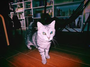 オーバートレーニング、20250221