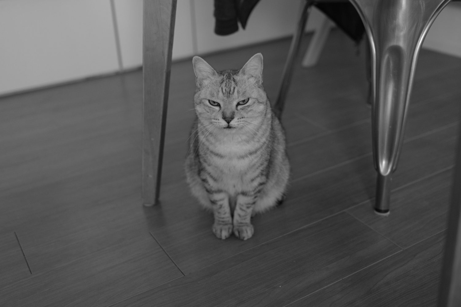 国民的セダンと我がジムニー、20241108