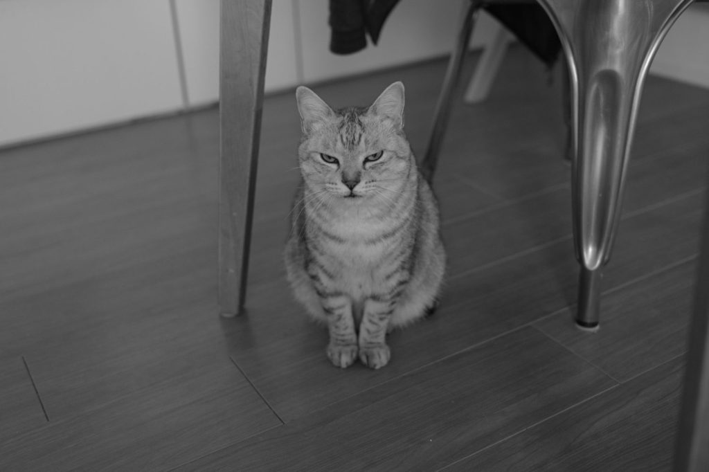 国民的セダンと我がジムニー、20241108